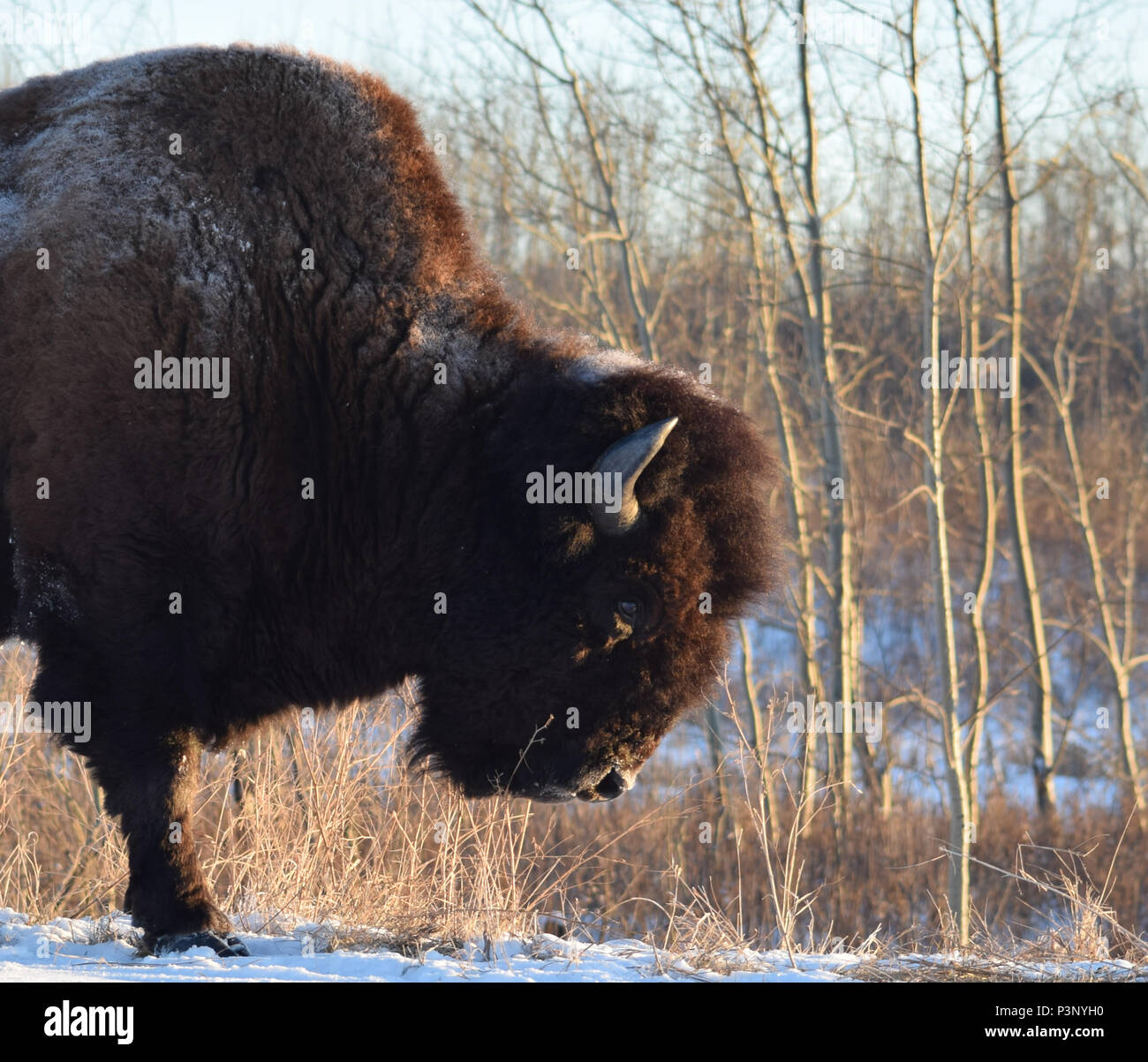 Ein einsamer Plains Buffalo Braves die Minustemperaturen der kanadischen Winter in der Elk Island National Park in der Nähe von Edmonton, Alberta Stockfoto