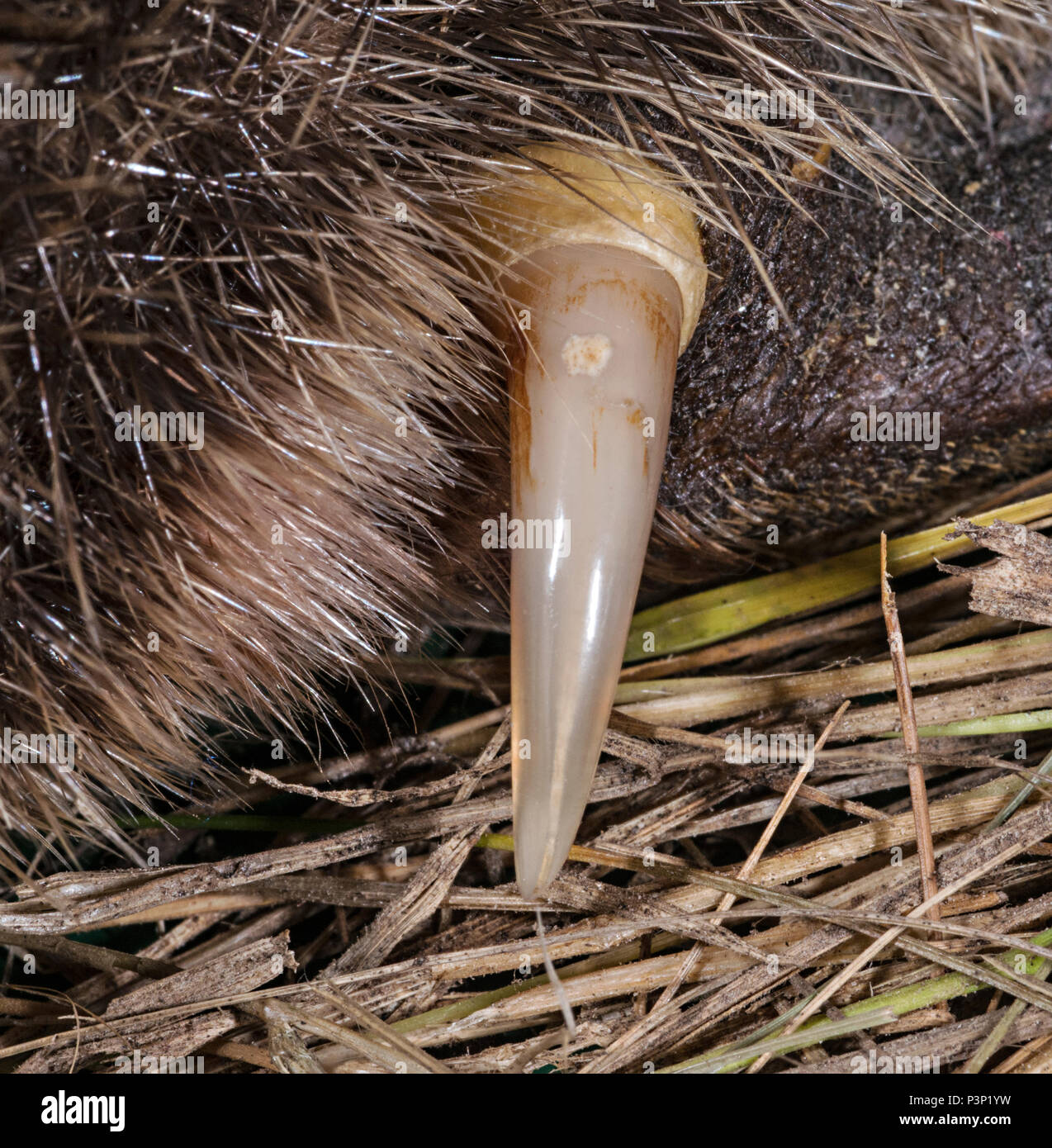 Schnabeltier (Ornithorhynchus anatinus) giftige am hinteren Bein der männlichen, Tasmanien, Australien Stockfoto