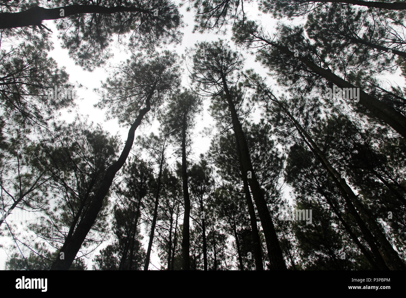 Künstlerische Pinien an Hutan Pinus Pengger, Yogyakarta, Indonesien Stockfoto