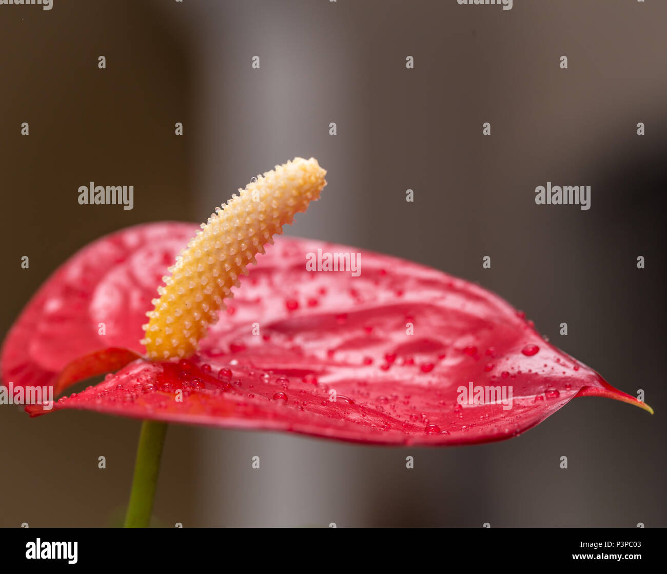 Exotische Rote Blume Mit Wassertropfen Nahaufnahme Stockfotografie Alamy