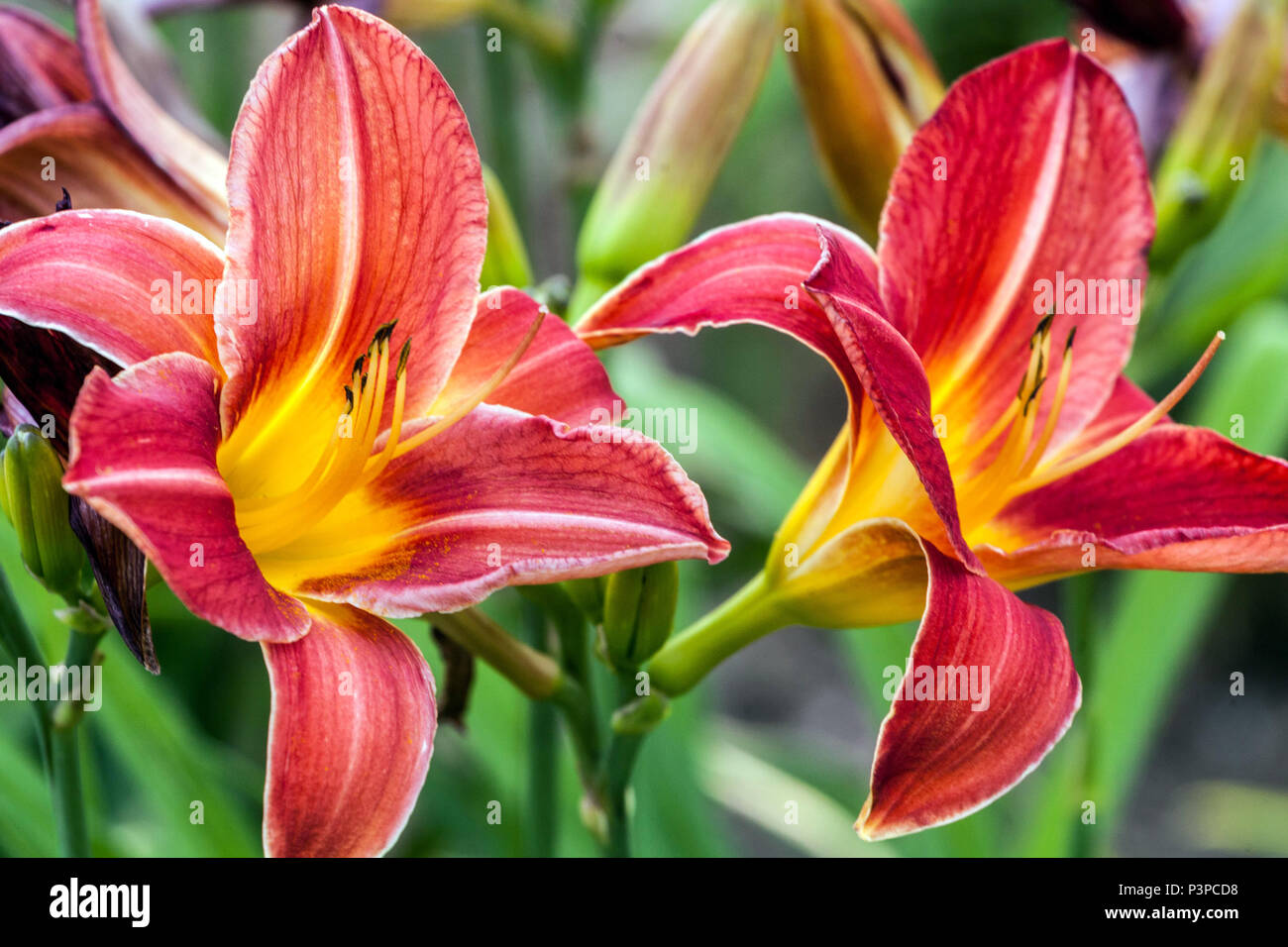 Daylilie Hemerocallis David Cox Daylilies Stockfoto