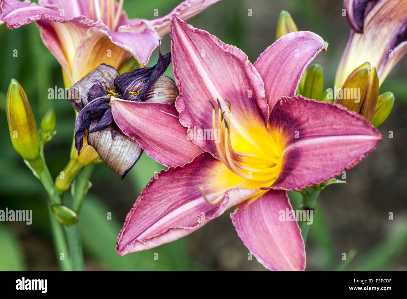 Pink Daylily close up, Daylilies, Hemerocallis „Chicago Plum Pudding“ Stockfoto