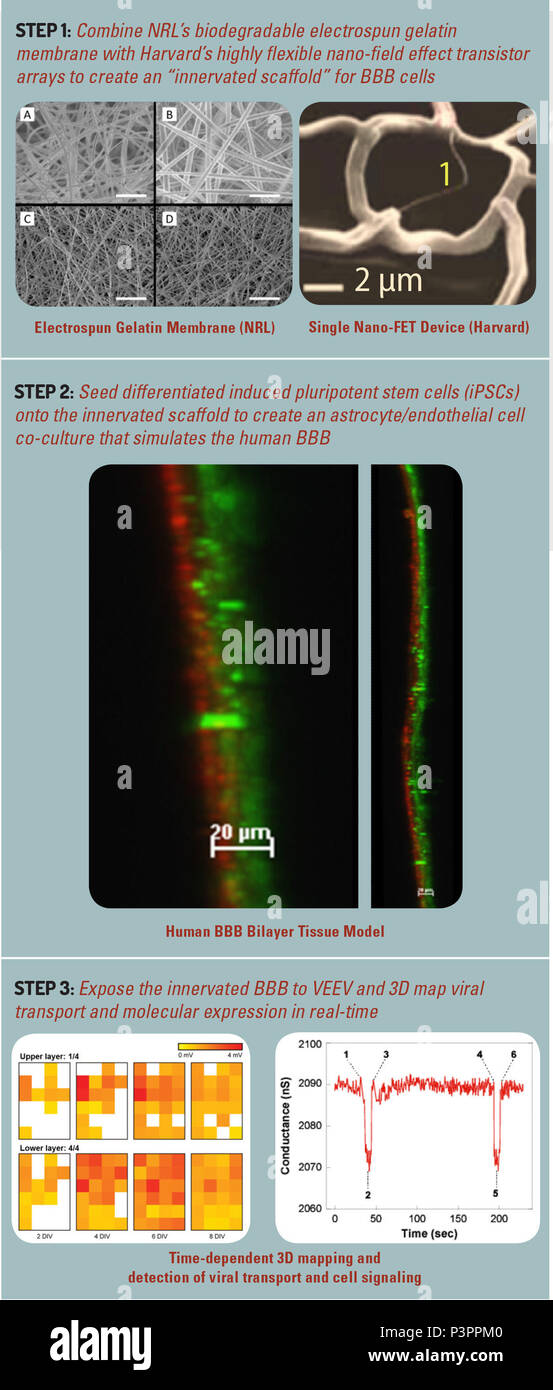 Einbeziehung der flexiblen Elektronik in einen Menschen - abgeleitete Blut-Hirn-Schranke Modell für real-time Tracking von transportphänomene. Bild mit freundlicher Genehmigung von Bradley Ringeisen, Naval Research Laboratory, entwickelt unter DTRA Vertrag. Stockfoto