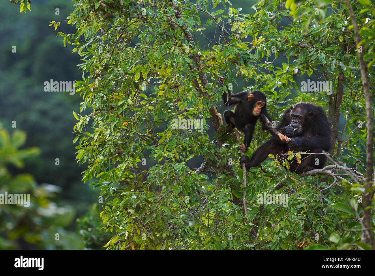 Östliche Schimpanse (Pan troglodytes schweinfurthii) 20 Jahre alte