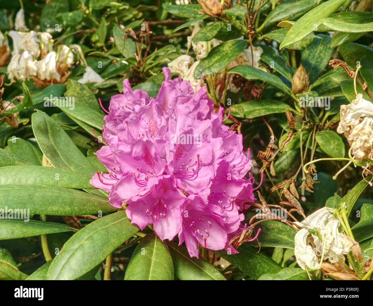 Schöne Azalee rosa Blume Garten. Blühenden Zweig der Rhododendron im Frühjahr Garten. Rosa Azalee Blume. Stockfoto