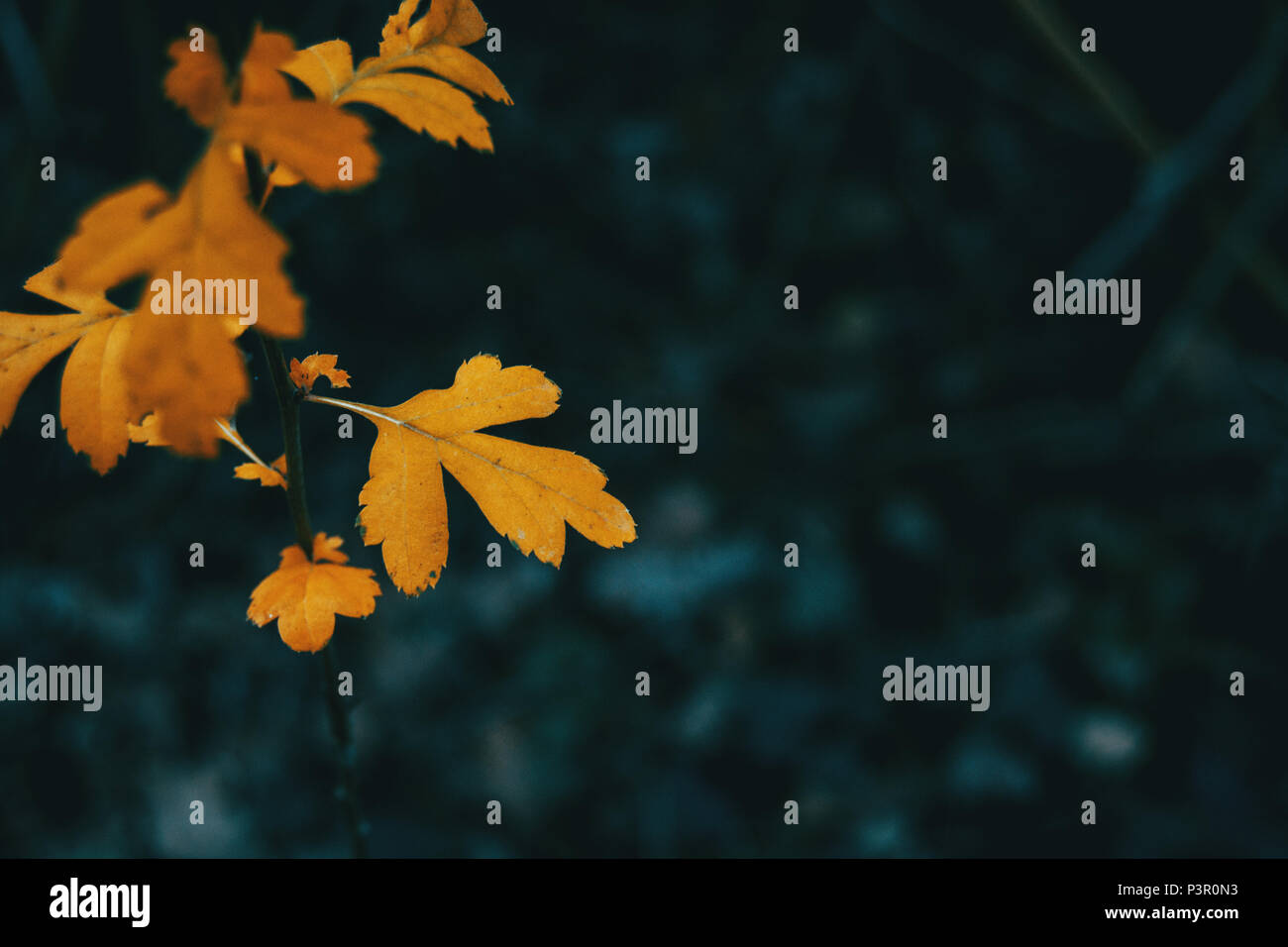 Nahaufnahme einer orange Blatt von Rosa moschata auf einem Hintergrund und dunkle Umgebung Stockfoto