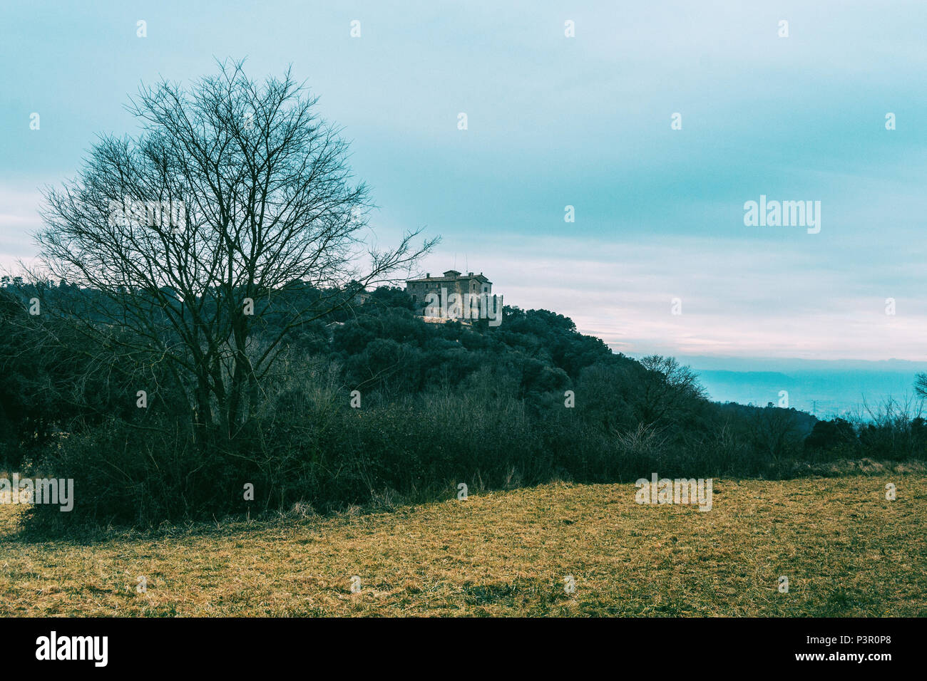 Landschaft von einem gelben Wiese an einem bewölkten Tag mit einem Berg im Hintergrund Stockfoto