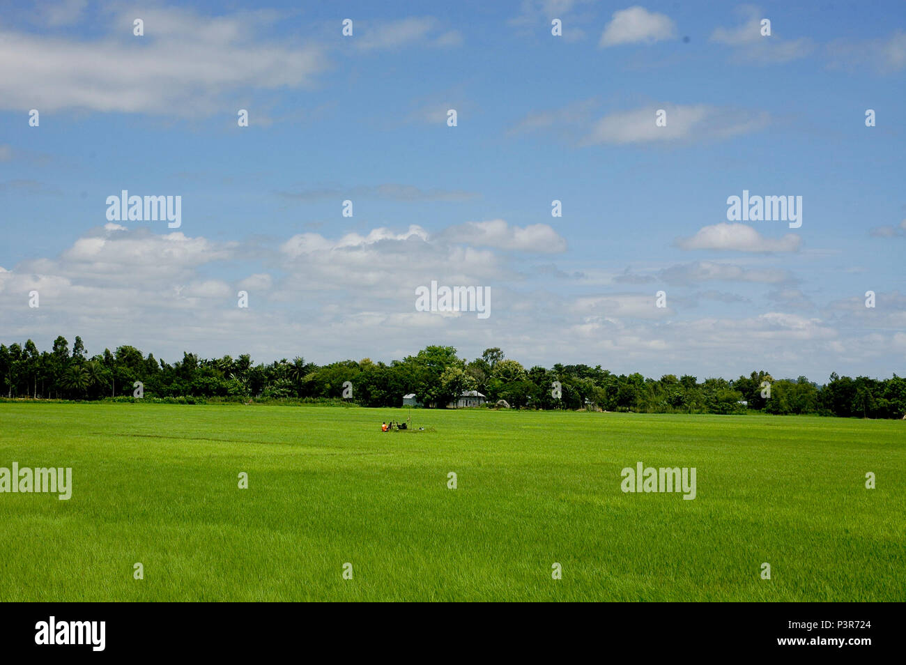 Landschaft von Bokshiganj. Jamalpur, Bangladesch Stockfoto