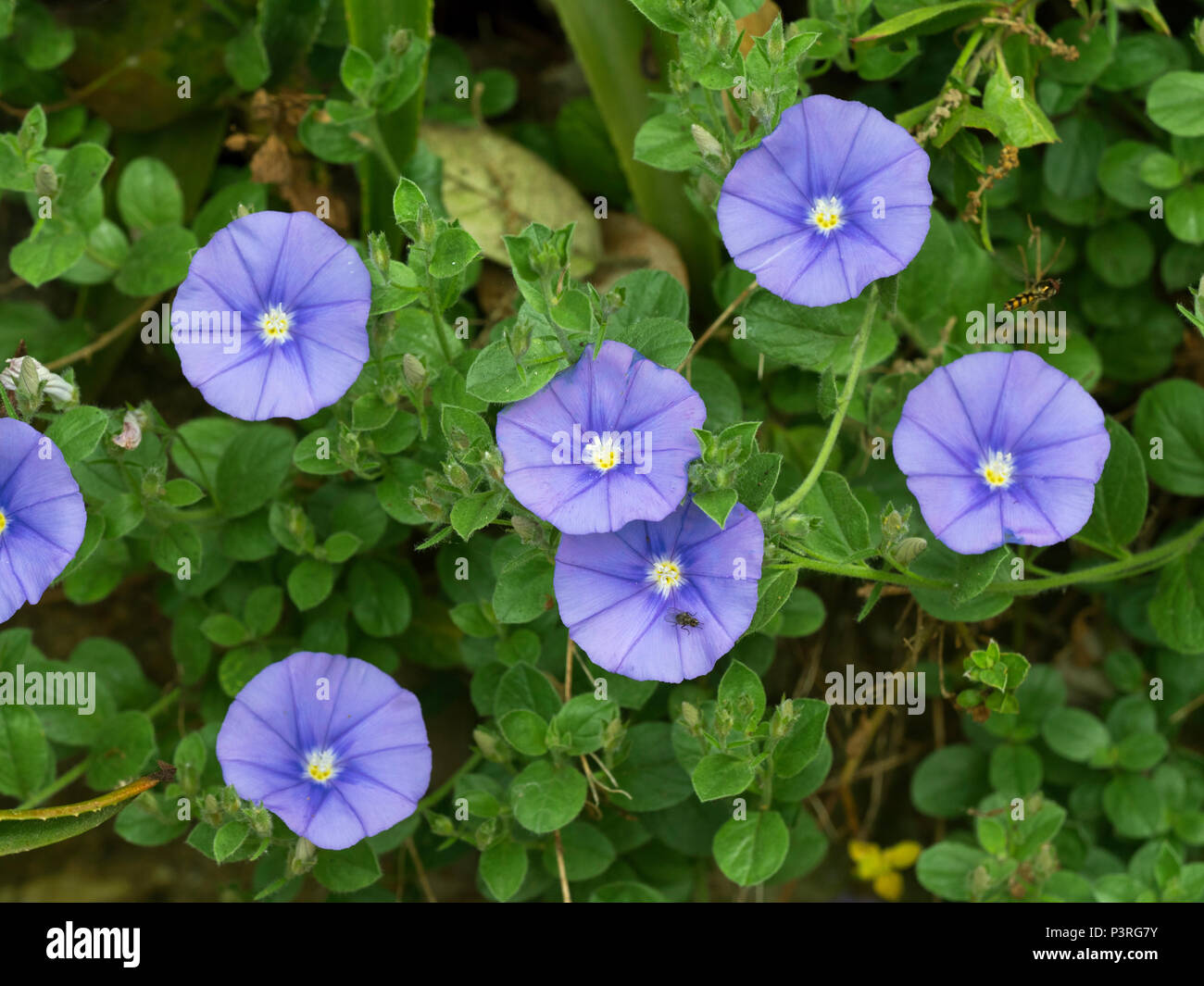 Blue Rock bindweed Convolvulus sabatius Stockfoto