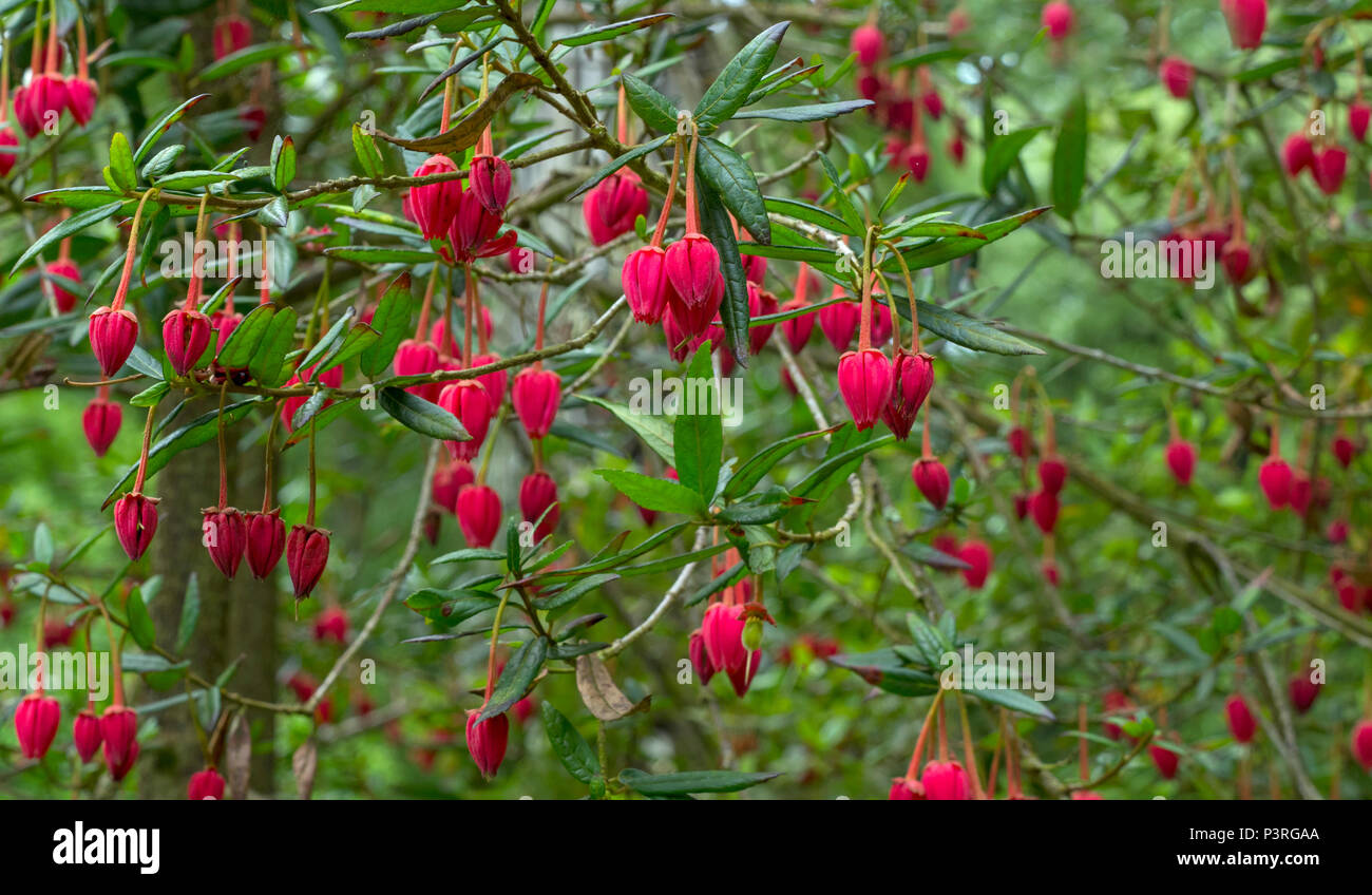 Chilenische Laterne baum Crinodendron hookerianum Stockfoto