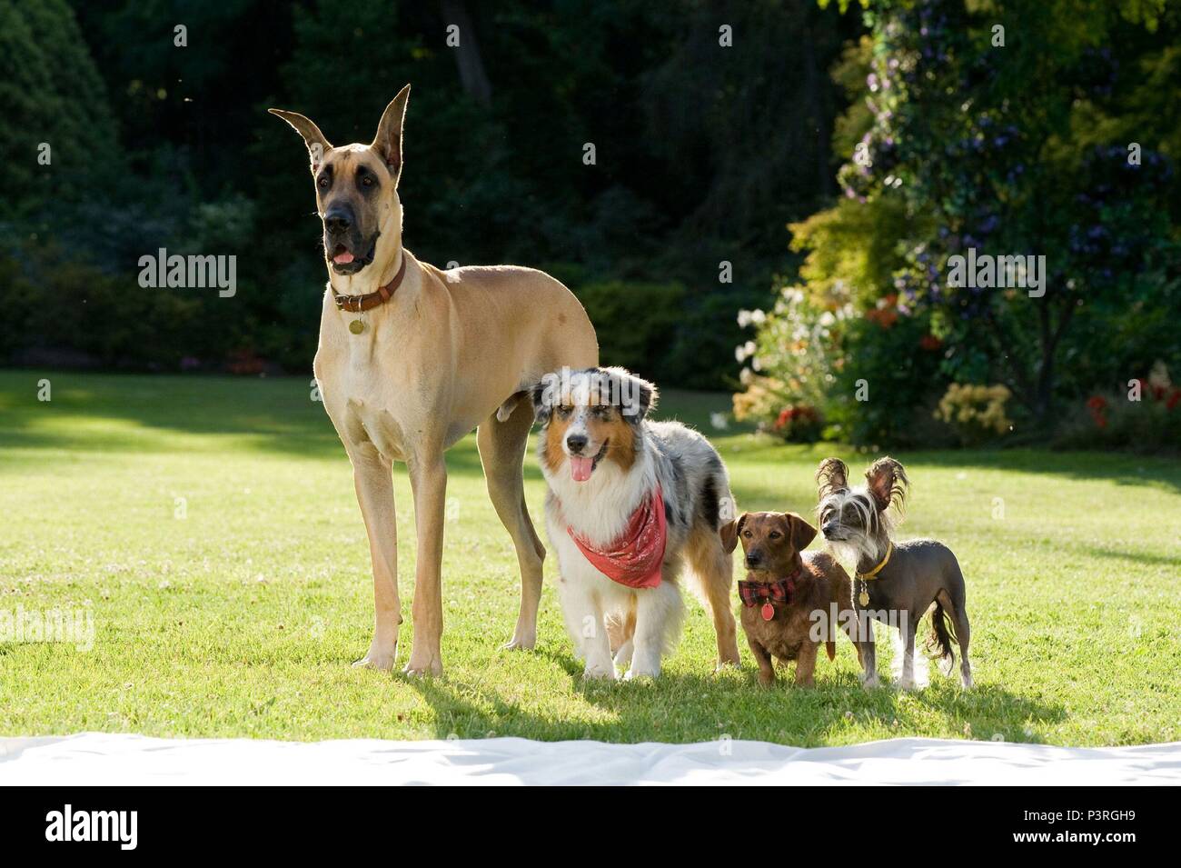 Original Film Titel: MARMADUKE. Englischer Titel: MARMADUKE. Regisseur: TOM DEY. Jahr: 2010. Quelle: 20th Century Fox/Album Stockfoto