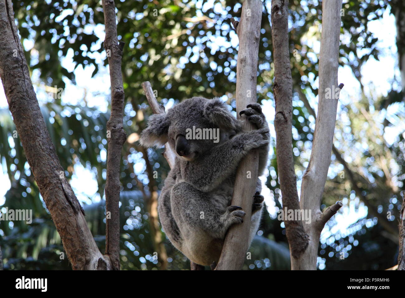 Koala (Phascolarctos Cinereus) Stockfoto