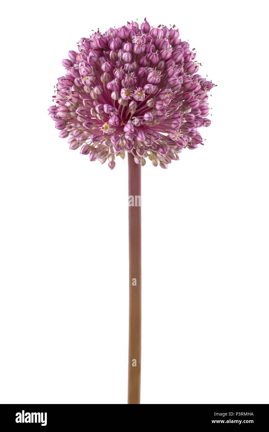 Wild lauch Blume auf weißem Hintergrund Stockfoto