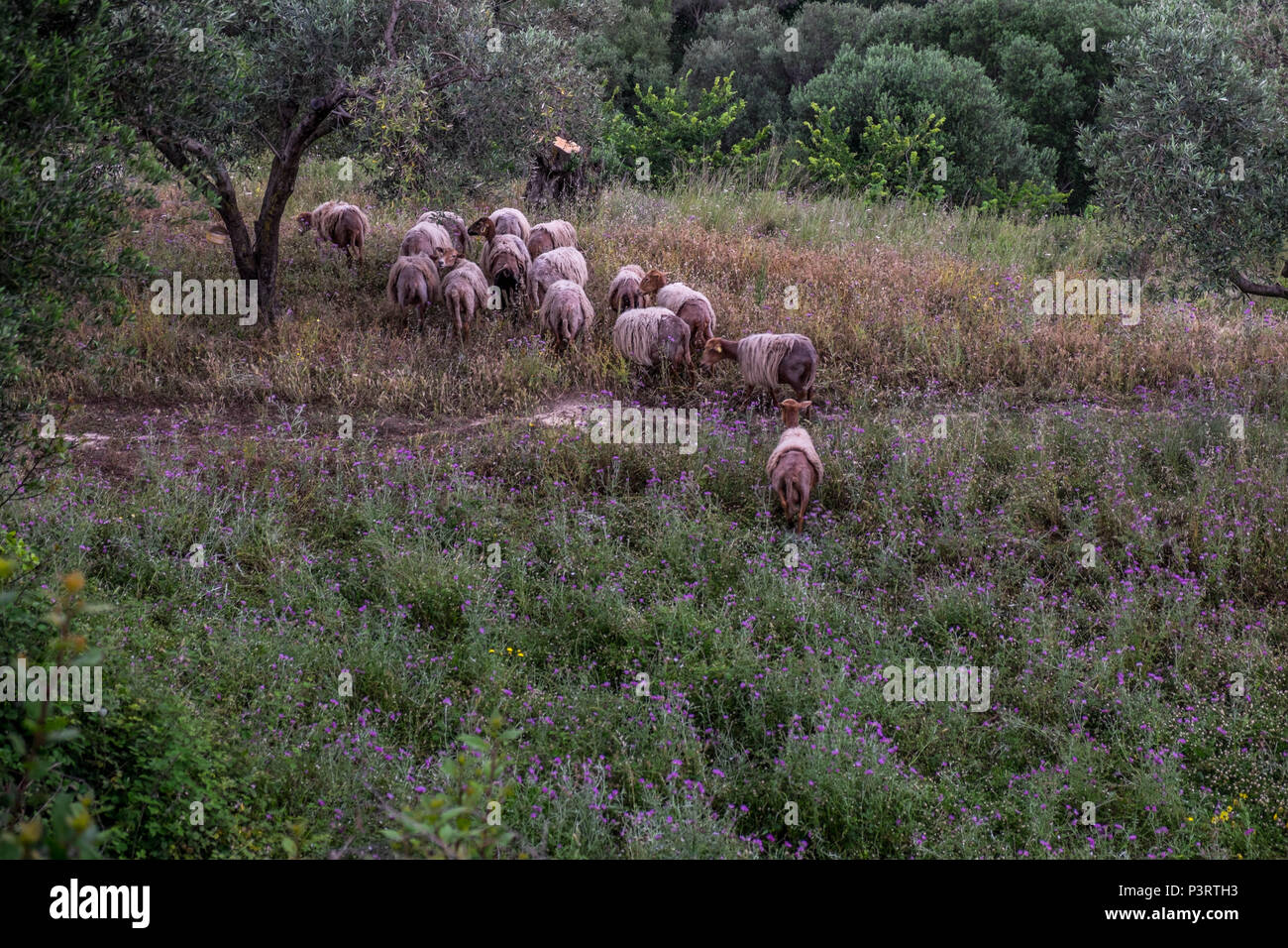 Wilde Ziegen an Klismata, Kefalonia, Griechenland Stockfoto