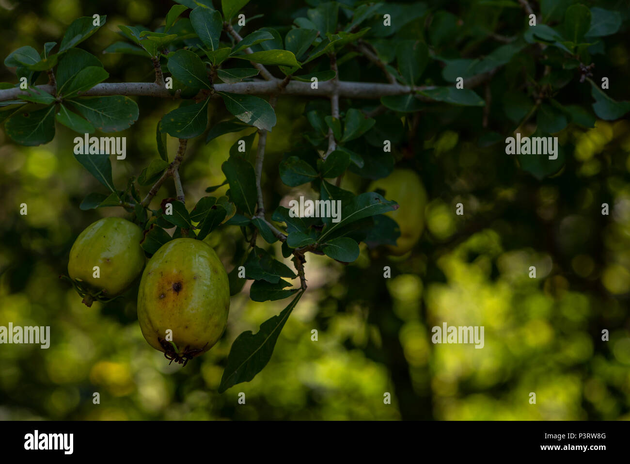 Früchte der Natal Gardenia Stockfoto