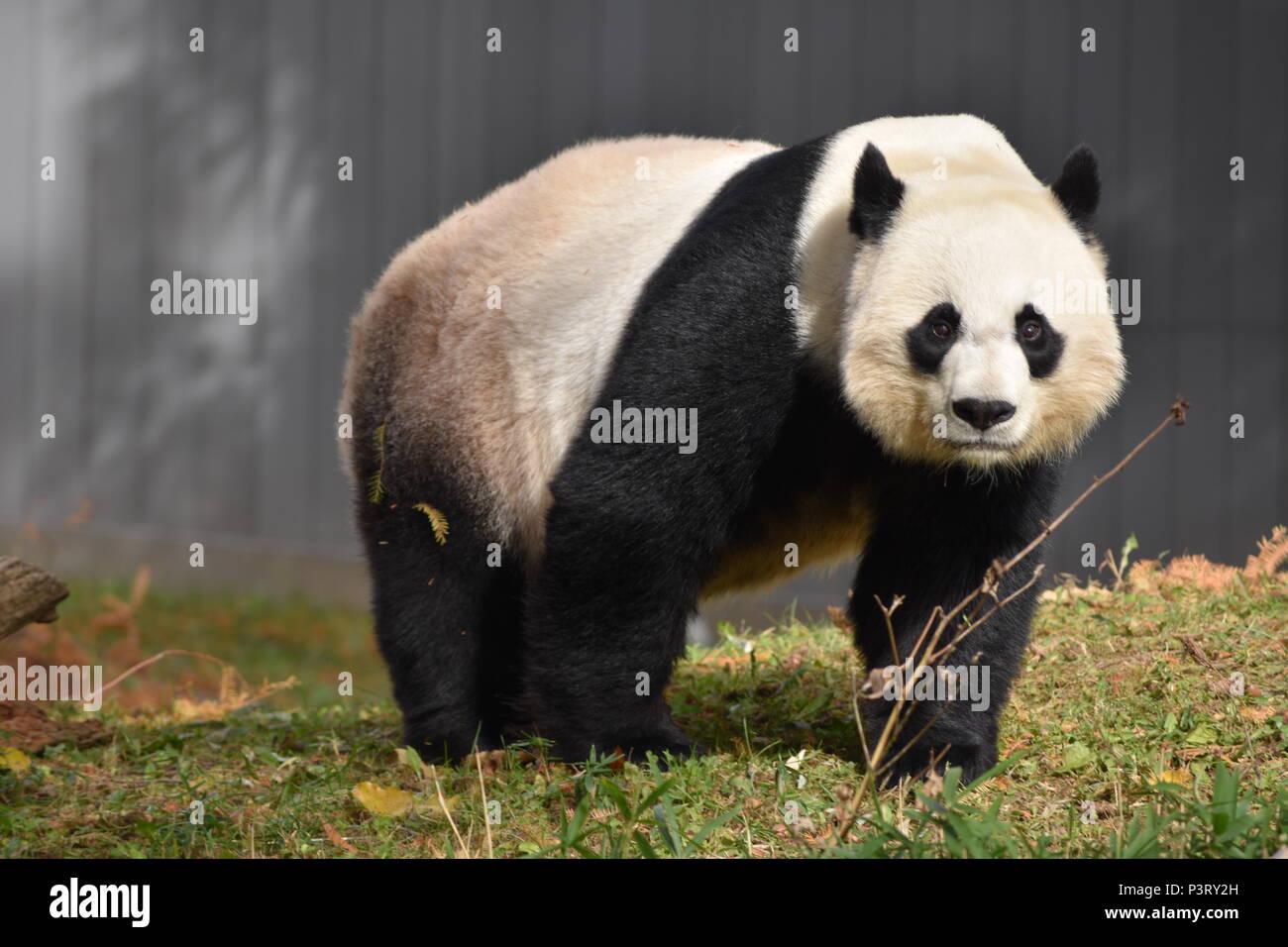 Panda genießen Sie den Herbst Sonnenschein Stockfoto