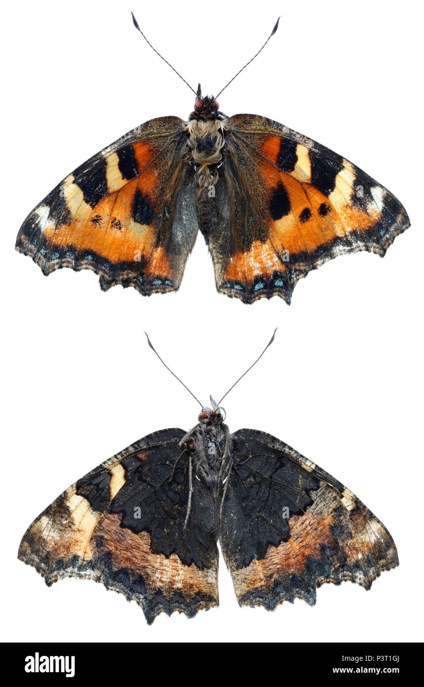 Tot getrocknet Einfache europäische Schmetterling oben und unten sehen. Auf weissem Studio makro Konzept isoliert Stockfoto