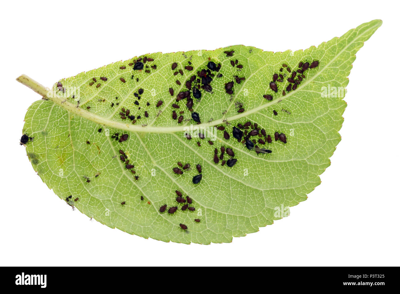 Blattläuse sind eine parasitäre Insekt, dass Saft aus Pflanzen saugt. Eine sterbende cherry Zweig wird von Hunderten von Mördern angegriffen. Es sind Personen aller ag Stockfoto