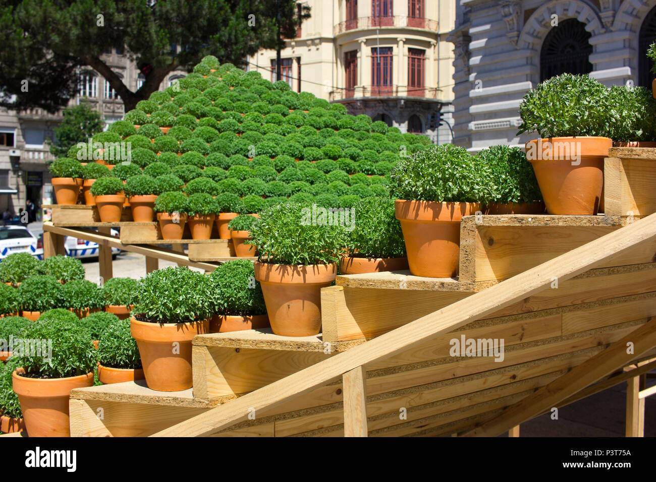 Topfpflanzen Basilikum Pflanzen traditionell als Geschenke oder verwendet das Haus in Porto um St. John's Eve (Festa de Sao Joao do Porto zu dekorieren). Hochsommer. Stockfoto