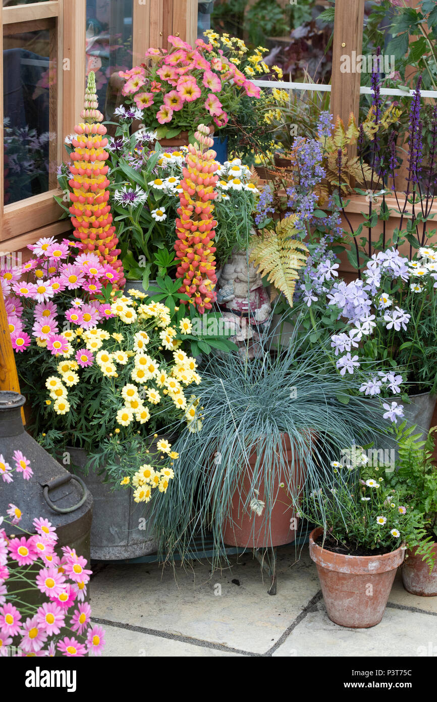 Blumenschau vor einem Gewächshaus eine Blume zeigen. Großbritannien Stockfoto