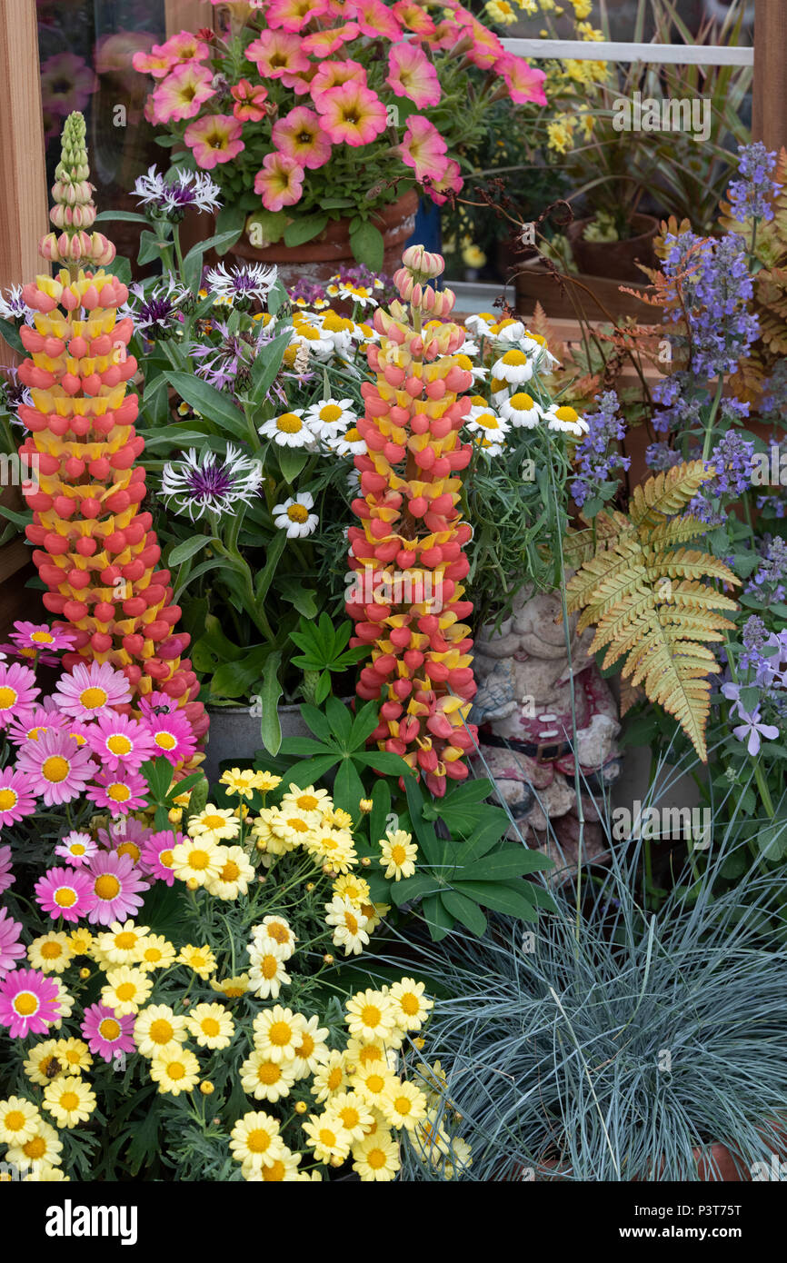 Blumenschau vor einem Gewächshaus eine Blume zeigen. Großbritannien Stockfoto