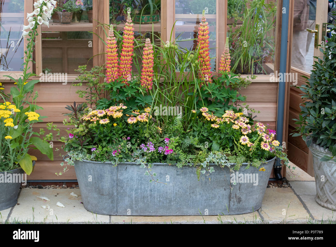 Blumenschau in einem Metall durch eine Blume zeigen. Großbritannien Stockfoto