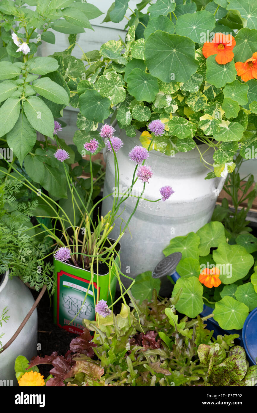 Ihre eigenen Essbare Pflanze Anzeige auf lackierten Schritt Leitern eine Blume zeigen, wachsen. Großbritannien Stockfoto