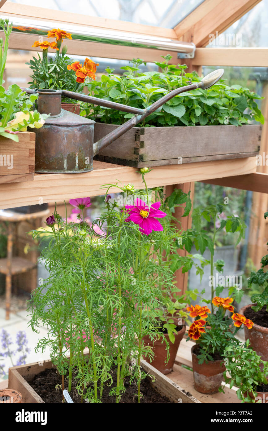 Gießkanne und Blumen im Gewächshaus eine Blume zeigen. Großbritannien Stockfoto
