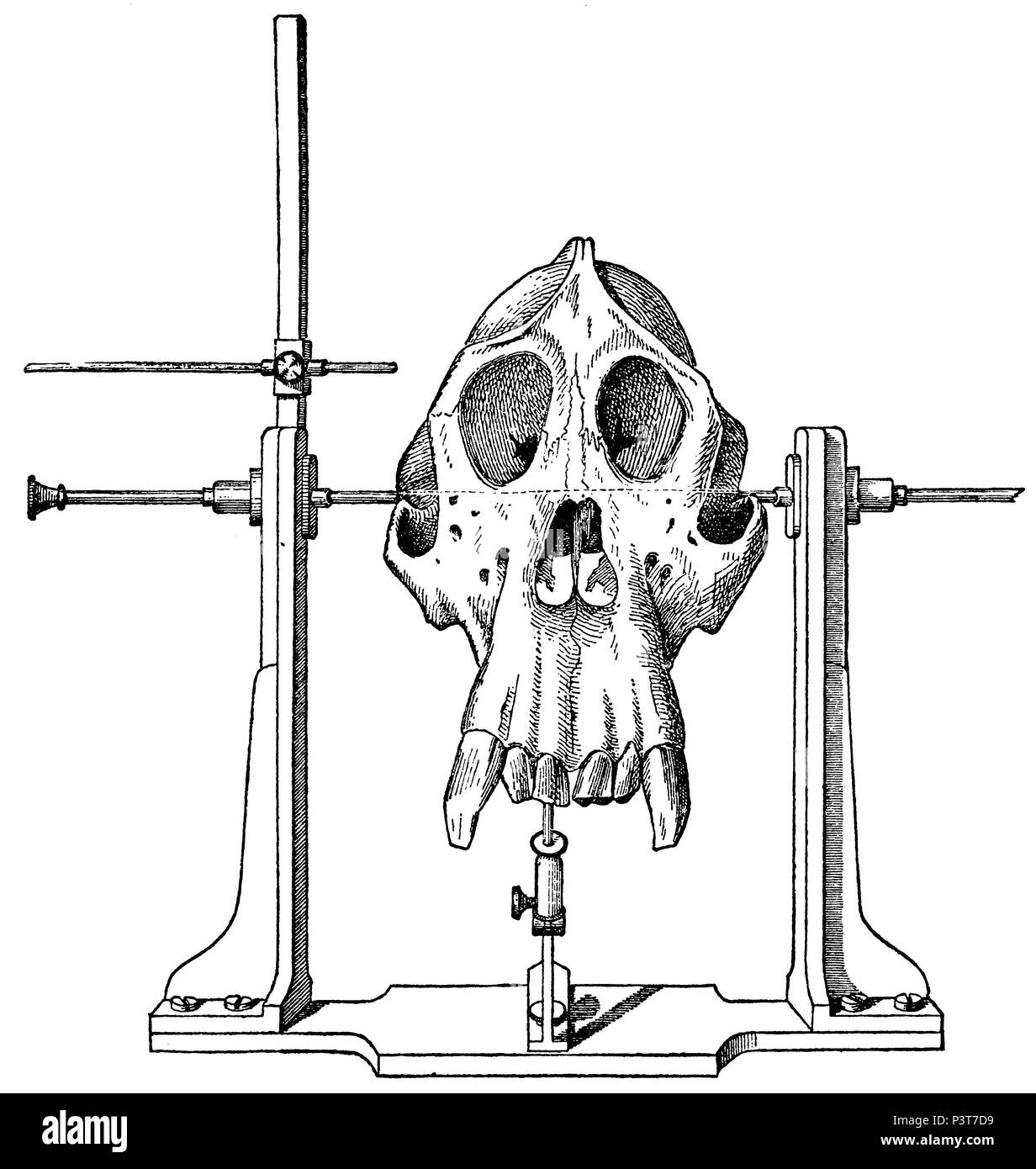 Kraniometrie: Befestigung ein Orang-utan Schädels zu einem 'Kraniophor', 1894 Stockfoto