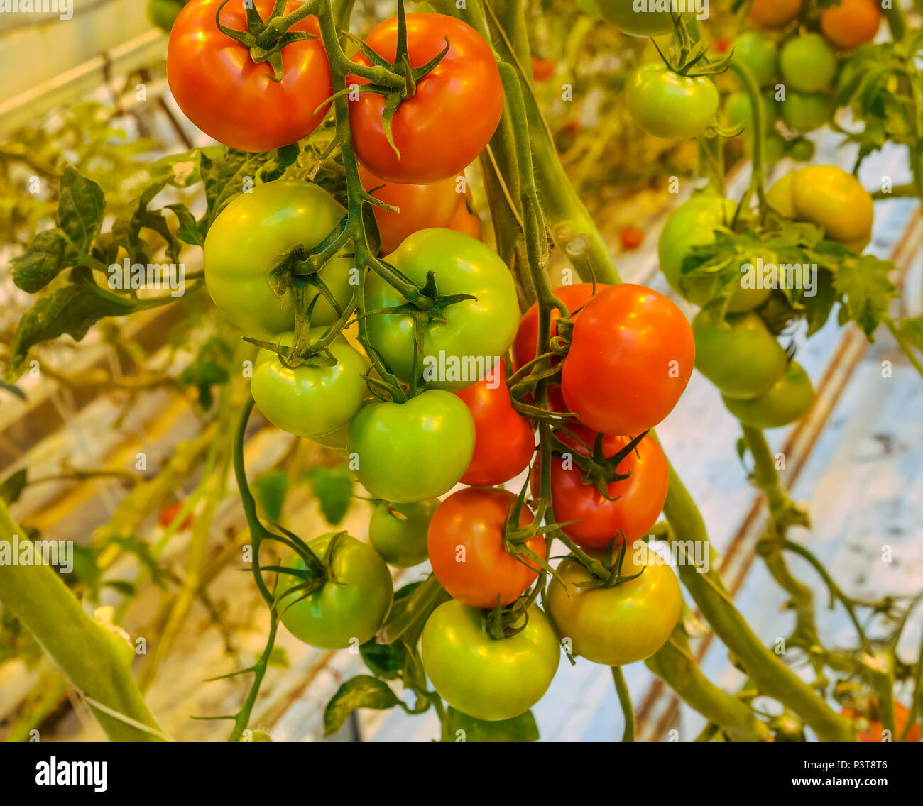 In der Nähe von redand grüne Tomaten, Reife und Unreife Tomaten wachsen auf einem Weinstock in einem Gewächshaus, Golden Circle, Island Stockfoto