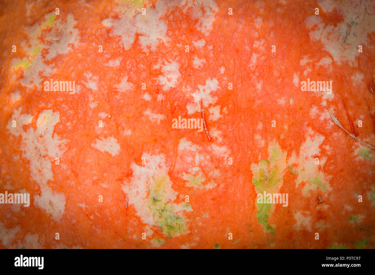 Kürbis Haut als Hintergrund Stockfoto