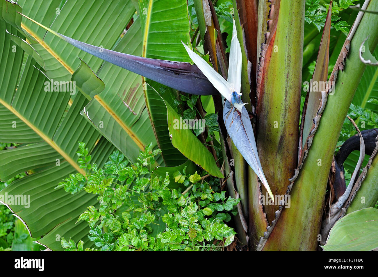 Blumen und Bltter von einem wilden Bananen, die riesigen weien Bird of  paradise, eine Banane Pflanze von strelitzien Familie Stockfotografie -  Alamy