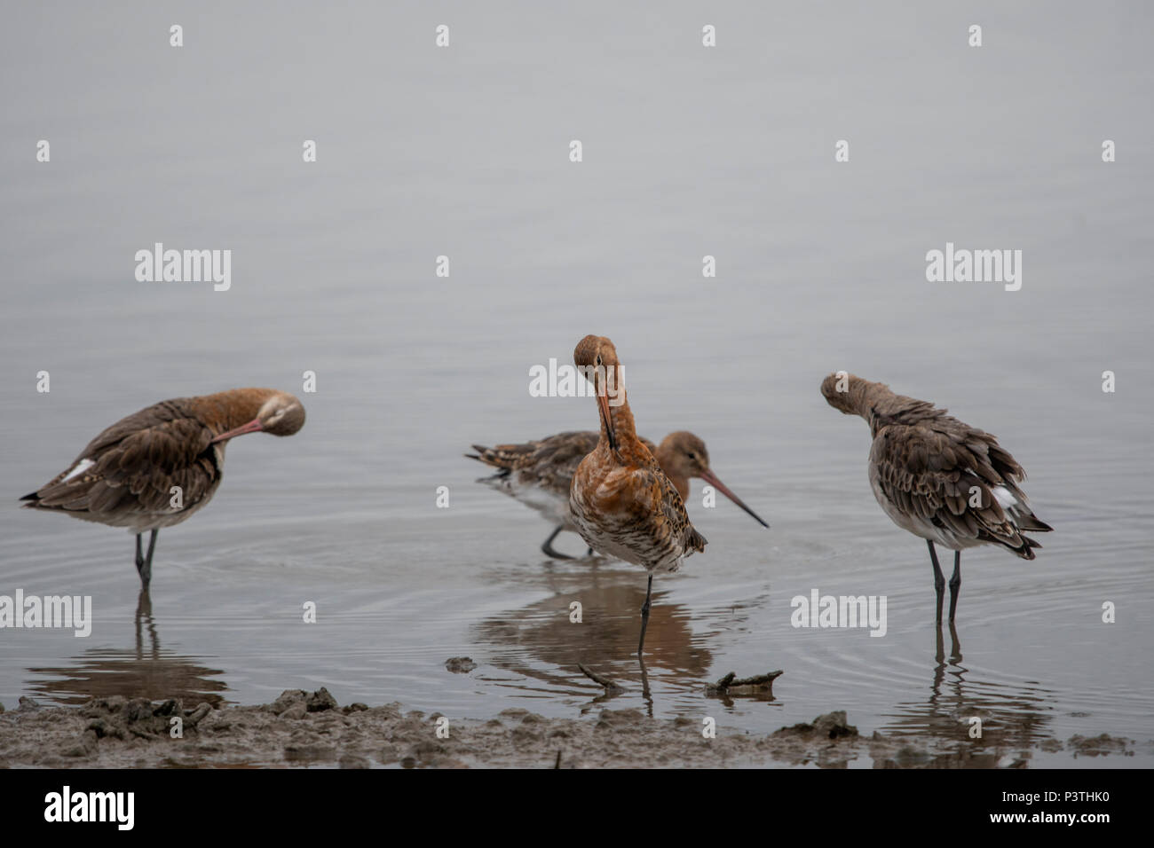 Schwarz tailed Godwits am Ufer, mit redflection Stockfoto