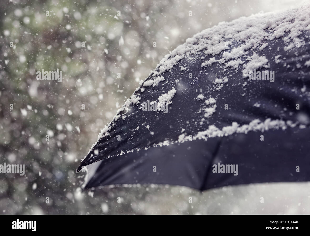 Schneeflocken fallen auf einen schwarzen Regenschirm Konzept für schlechtes Wetter, Winter oder schneit Blizzard Stockfoto