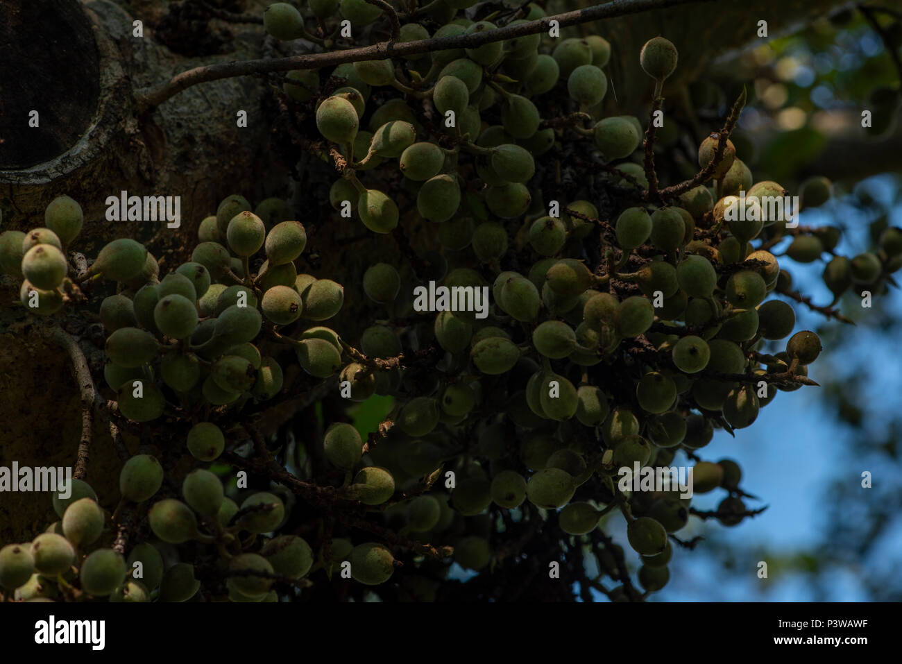 In der Nähe von Sycamore Feigen noch am Baum befestigt Stockfoto