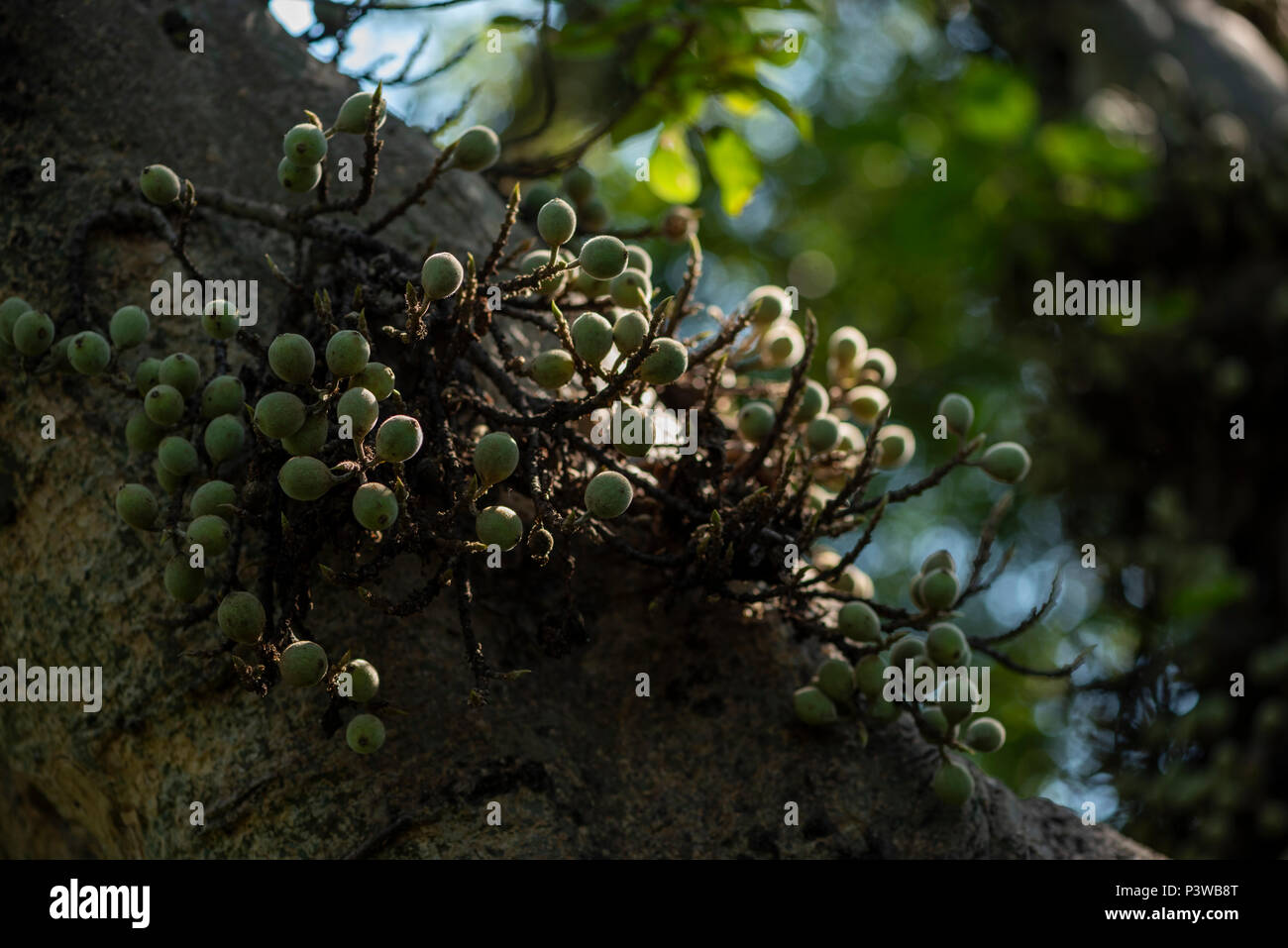 Nahaufnahme von Feigen auf einem Sycamore fig Tree Stockfoto