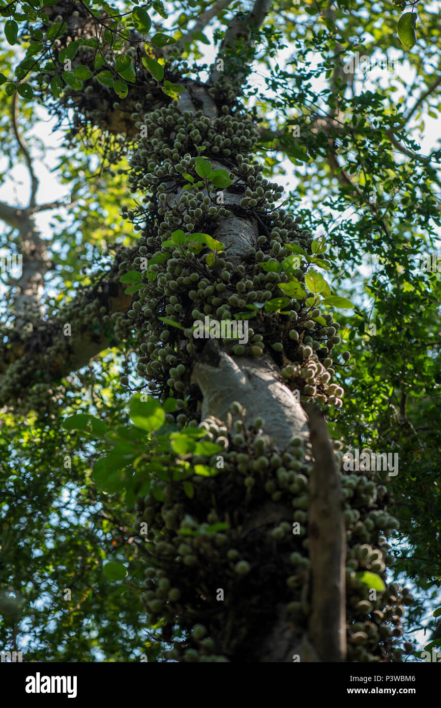 Der Stamm einer Platane Abb. beladen mit Obst Stockfoto