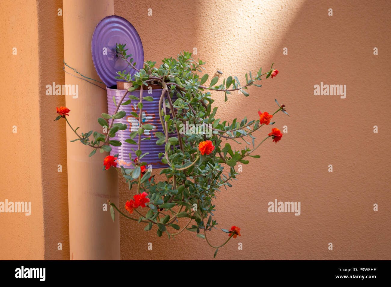 Eine bunte lackiert kann als kreativer hängender Blumentopf an einer Wand verwendet Stockfoto
