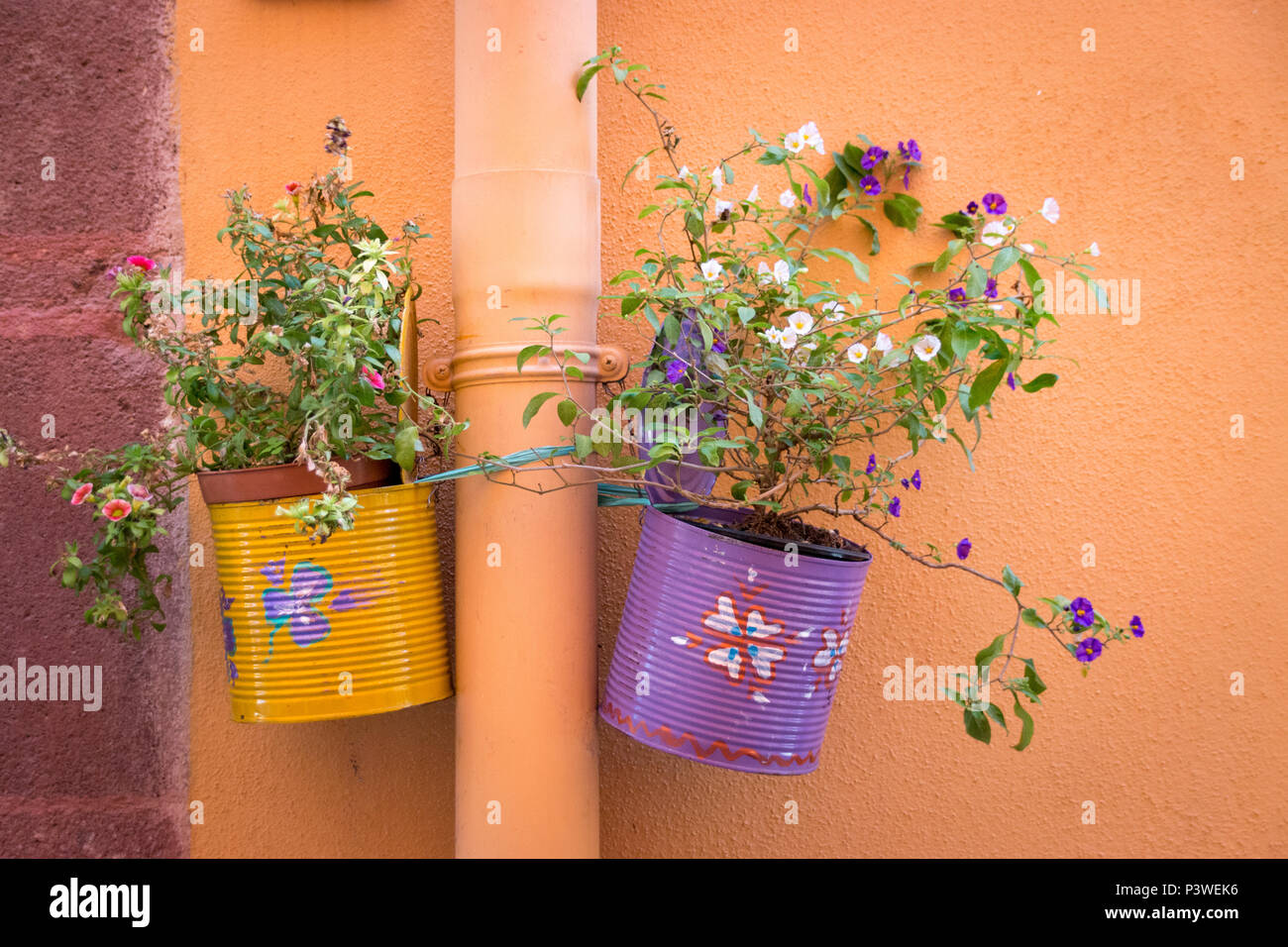 Eine bunte lackiert kann als kreativer hängender Blumentopf an einer Wand verwendet Stockfoto
