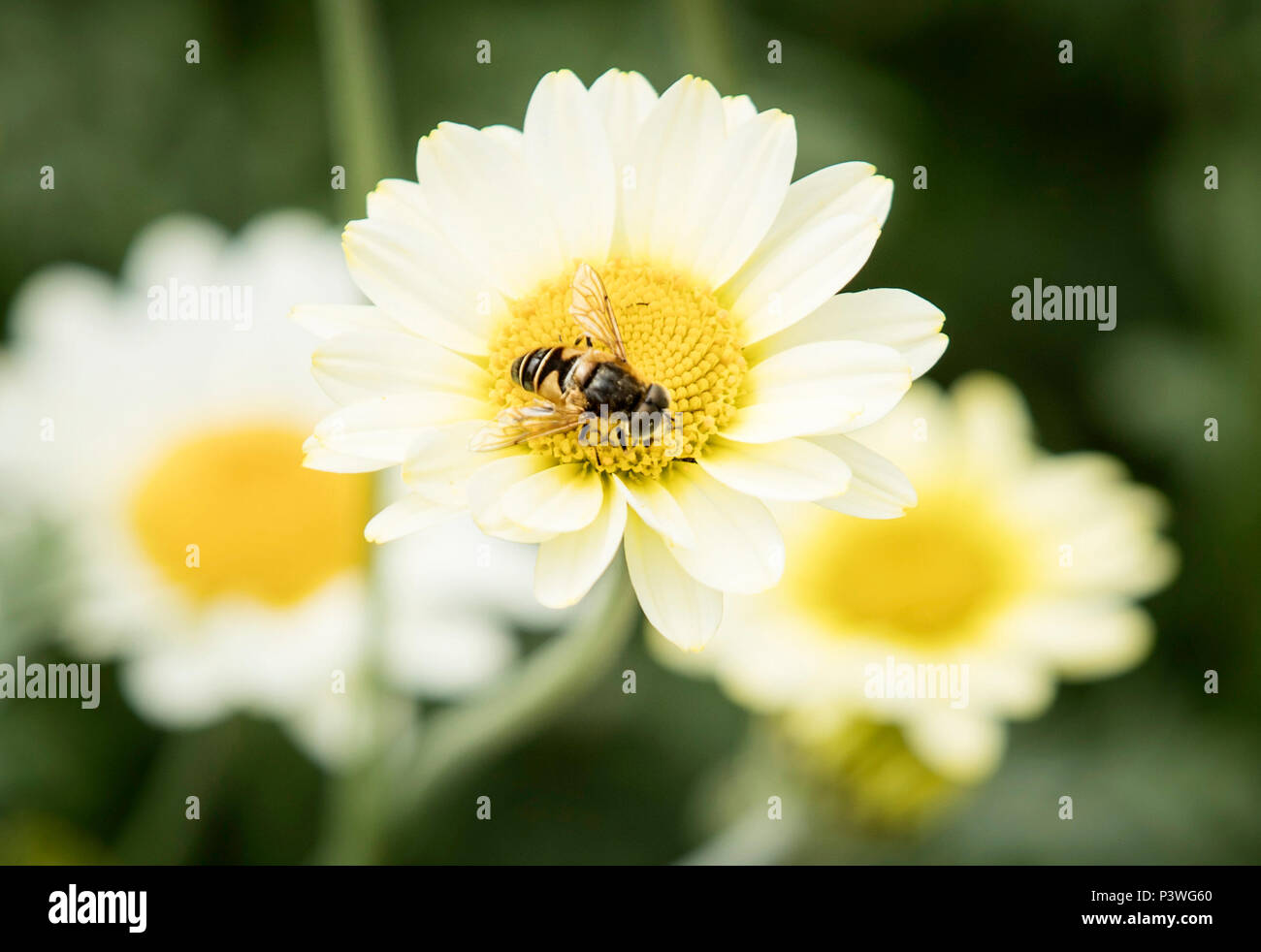 Ein Garten Detail als RHS Chelsea Flower Sieger Chris Beardshaw stellt seine neue Kunst und Handwerk Garten am Mount Grace Priory Haus und Gärten in North Yorkshire. Stockfoto