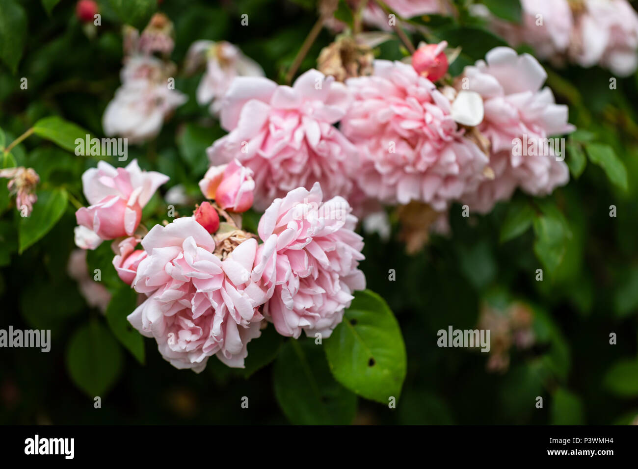 Bush von Rosa Rosen, Kopenhagen, Dänemark Stockfoto