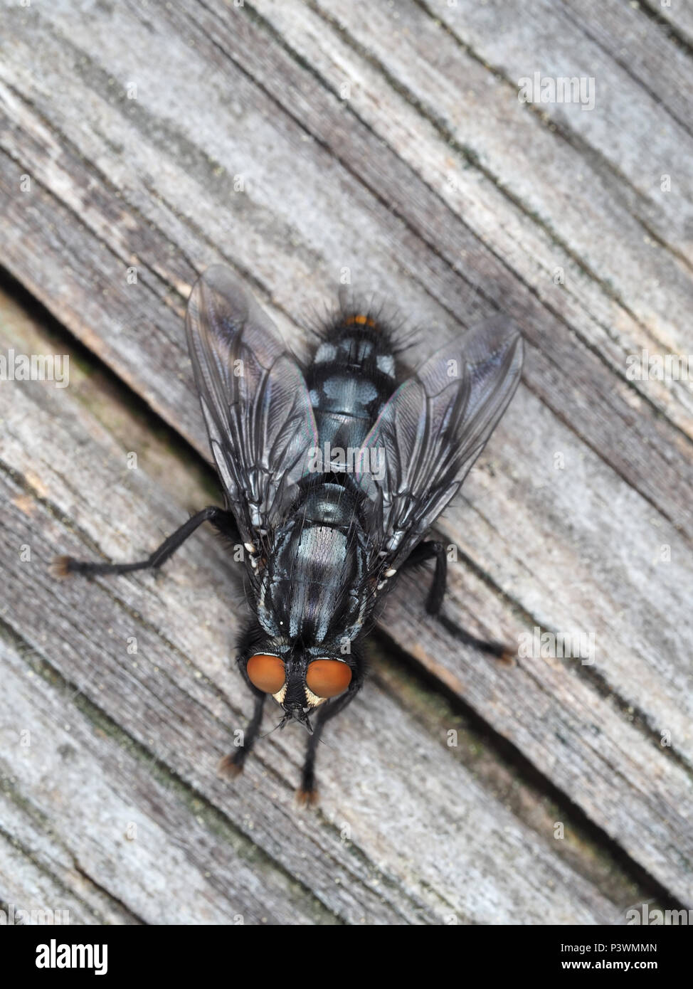 Große fliegen (Diptera) auf der Oberfläche des Holzes close-up Stockfoto