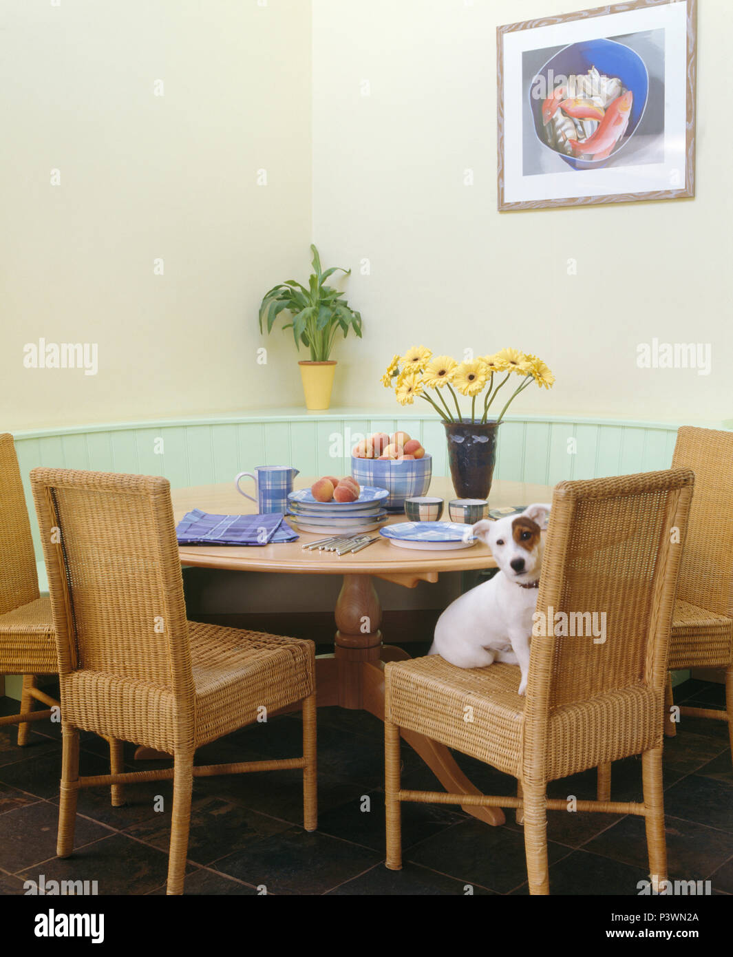 Jack Russell Hund auf korbstuhl an den Tisch für das Frühstück im Speisesaal ausgestattet mit Sitz eingestellt Stockfoto