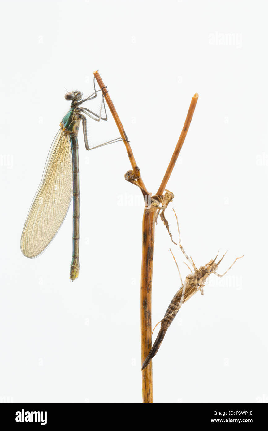 Banded demoiselle Fly UK Stockfoto