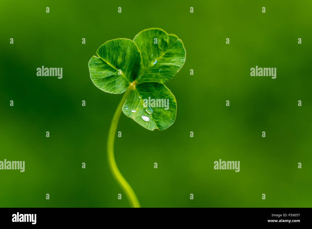 Klee Blatt mit Wassertropfen Stockfoto