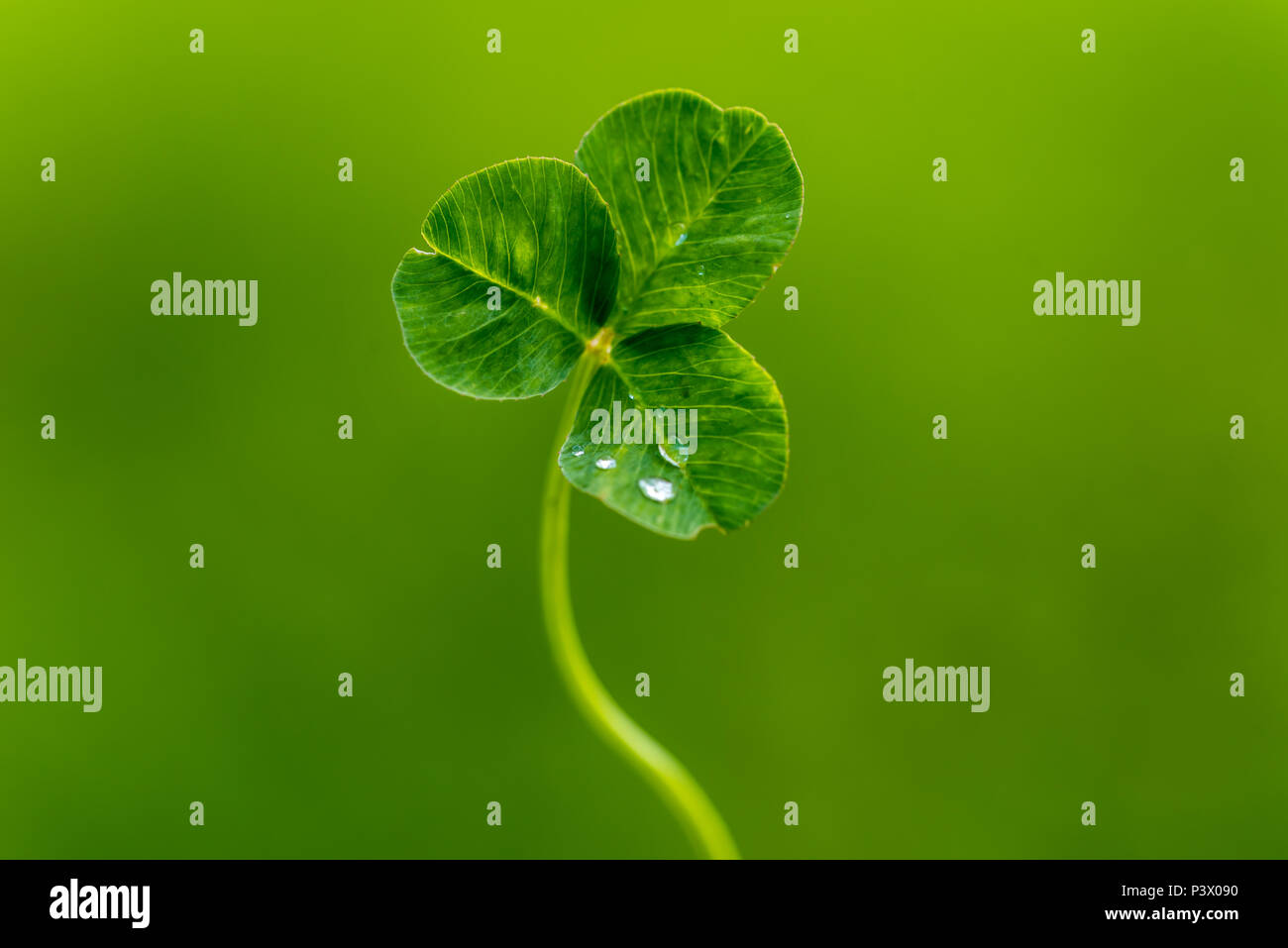 Klee Blatt mit Wassertropfen Stockfoto