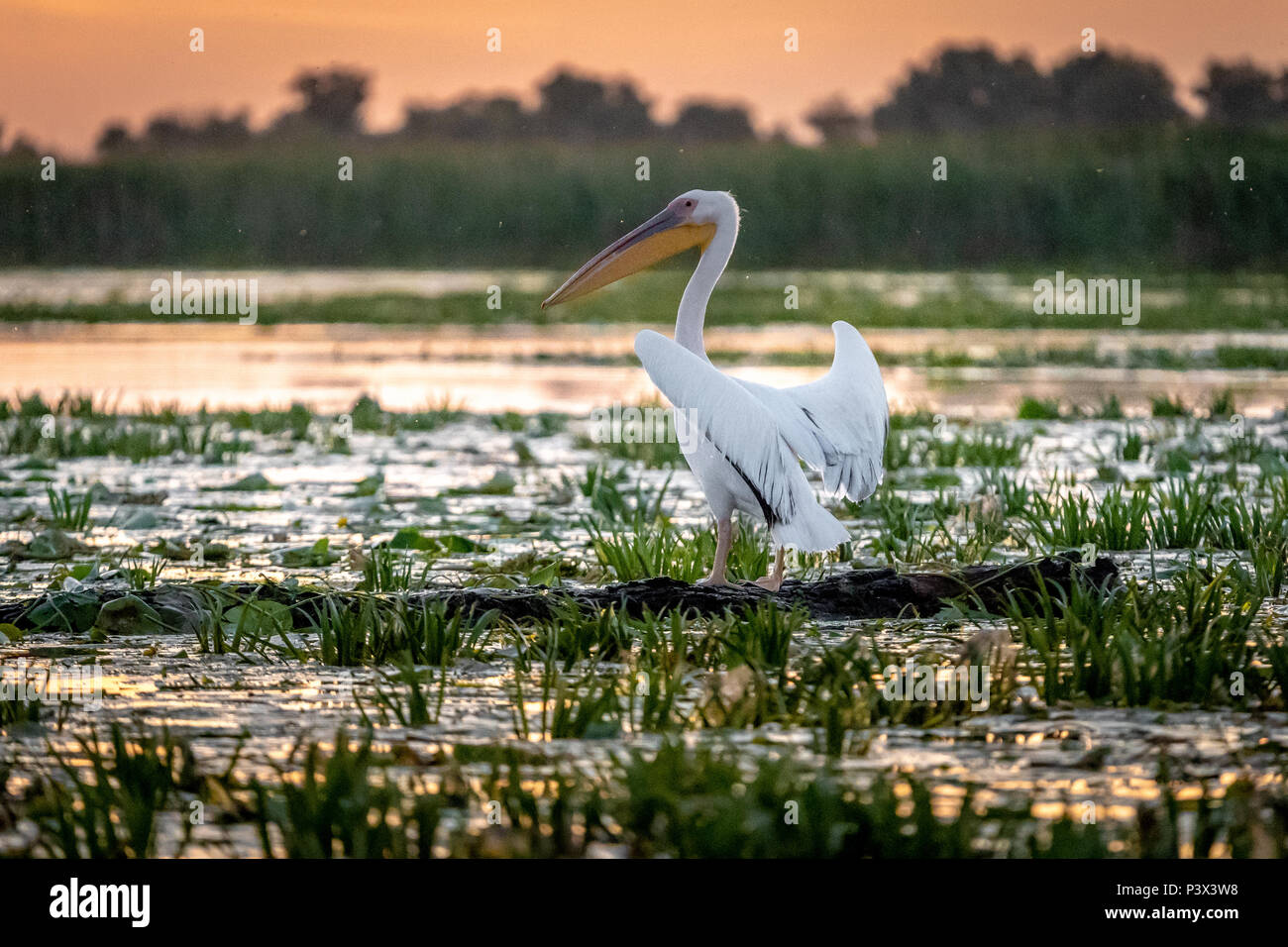 Pelikan bei Sonnenaufgang im Donaudelta, Rumänien Stockfoto