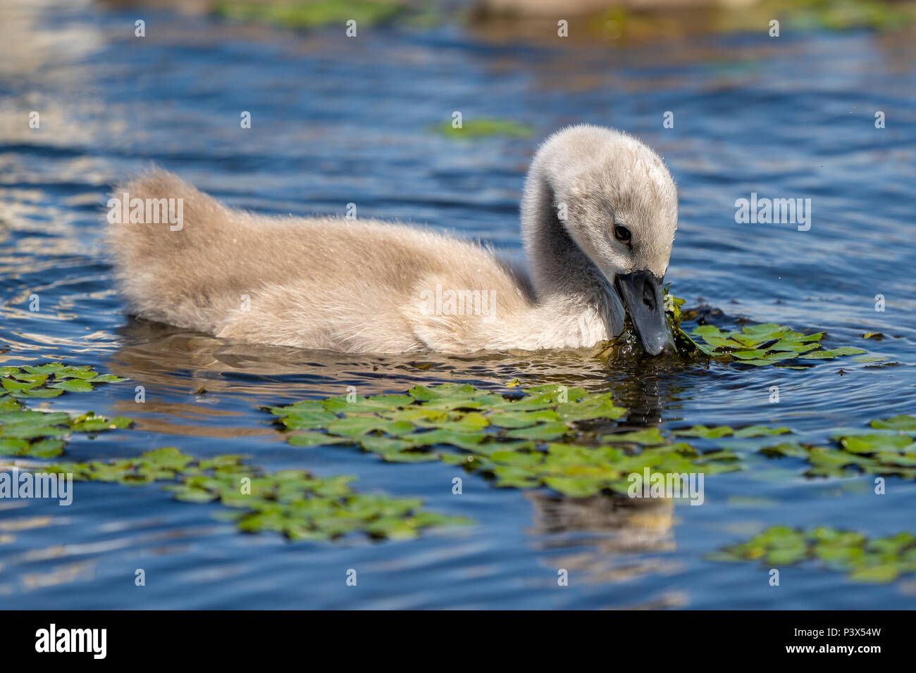 Höckerschwan Youngster im Donaudelta Stockfoto