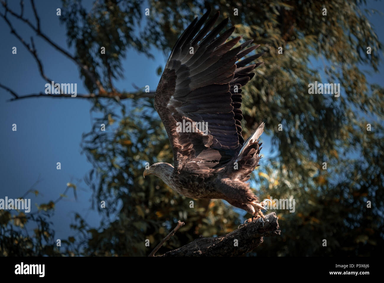 Weiße Seeadler (Haliaeetus albicilla), der größte Adler im Donaudelta Stockfoto