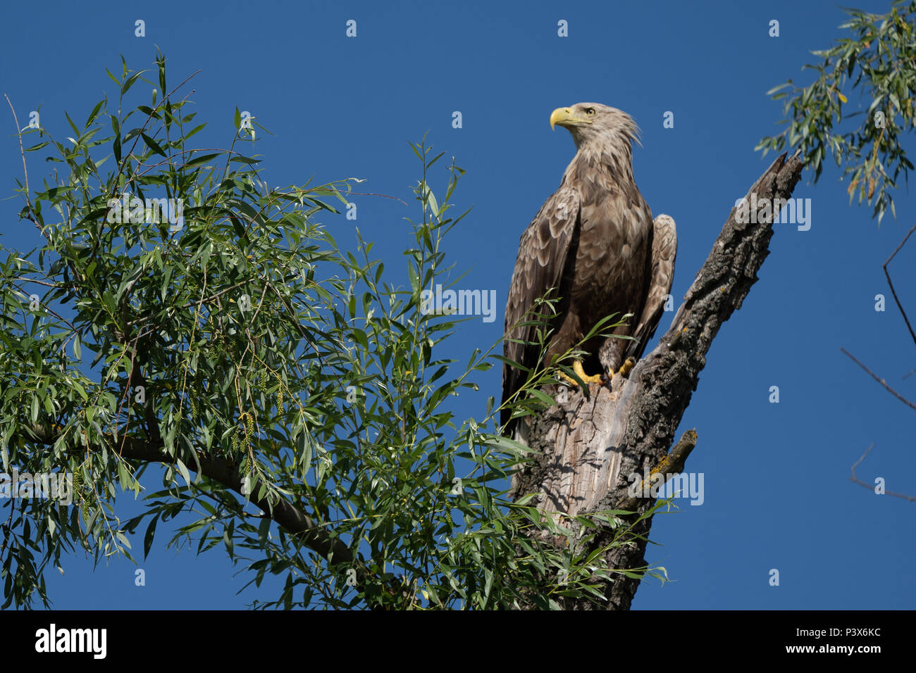 Weiße Seeadler (Haliaeetus albicilla), der größte Adler im Donaudelta Stockfoto